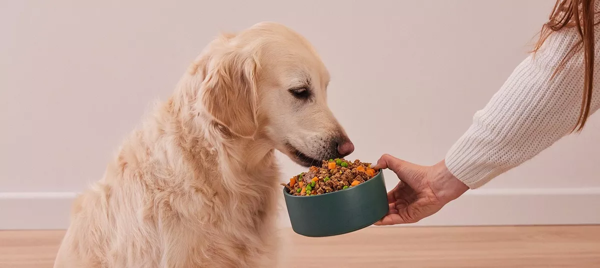 Best Dog Food for Joints